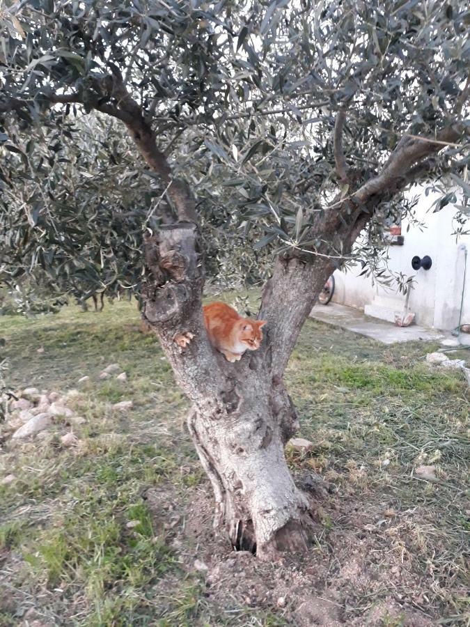 אוליאנה B&B Sa Mendula מראה חיצוני תמונה